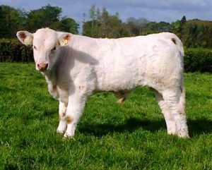 T-Urambo bull calf