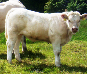 Uni Heifer Calf
