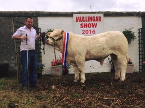 Champion Mullingar