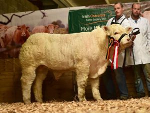 res-junior-male-calf-champion-pottlereagh-mark-with-martin-and-patrick-hughes