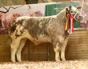 reserve-commercial-champion-exhibited-by-the-maxwell-brothers