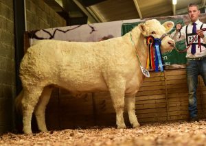 reserve-heifer-champion-sheehills-jacquelle-shown-by-david-kilkenny