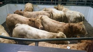 mohill-weanling-bull-show-sale