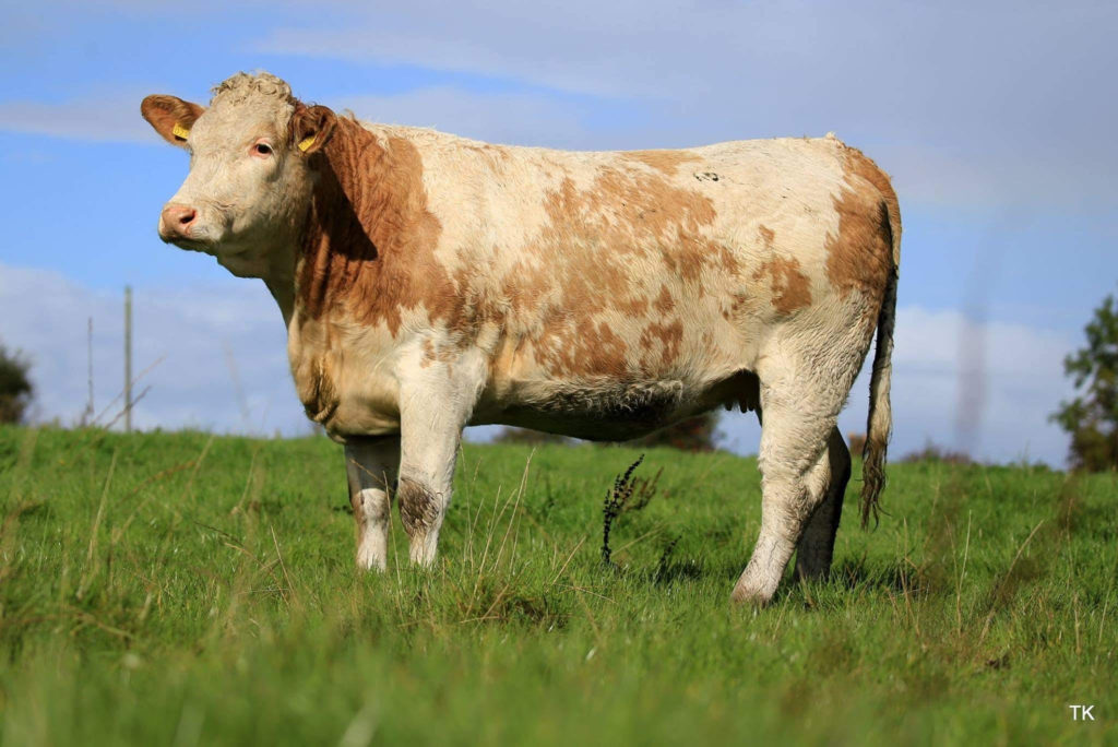In calf Charolais X Heifers in demand at Ballymote Irish Charolais Cattle Society