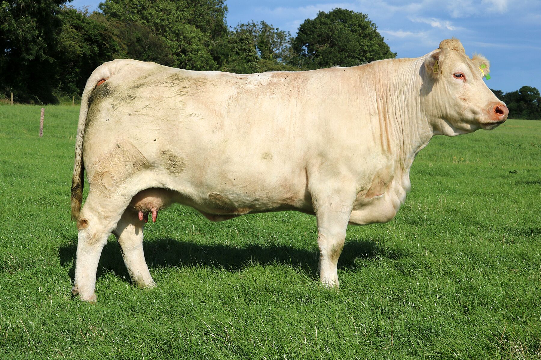 Skidoo Dispersal Sale Irish Charolais Cattle Society