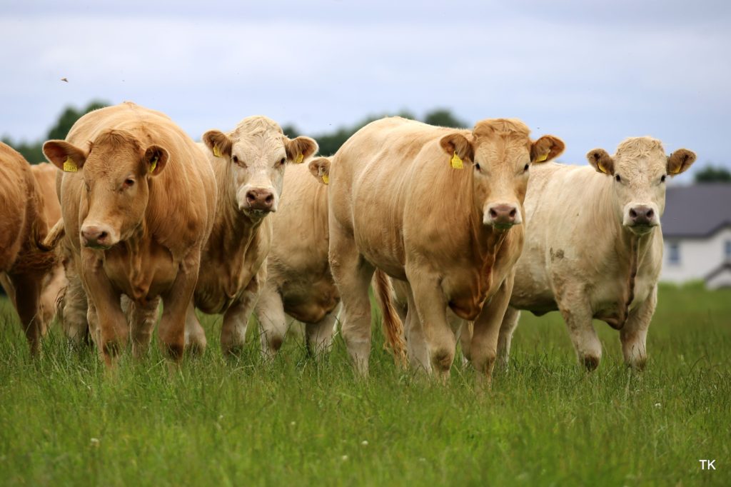 “Charolais Cross Heifers are the best type of Cattle to Finish” Irish