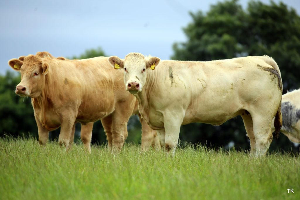 “Charolais Cross Heifers are the best type of Cattle to Finish” Irish