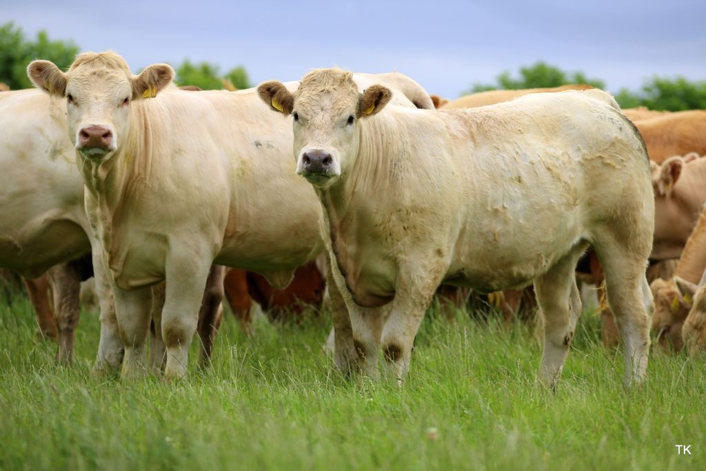 “Charolais Cross Heifers are the best type of Cattle to Finish” Irish