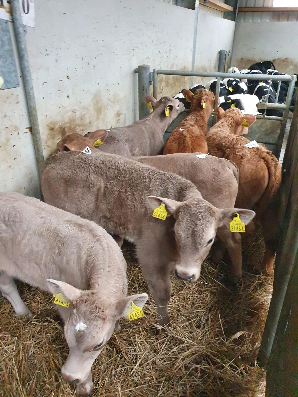 demand-for-charolais-cross-dairy-calves-on-fire-irish-charolais