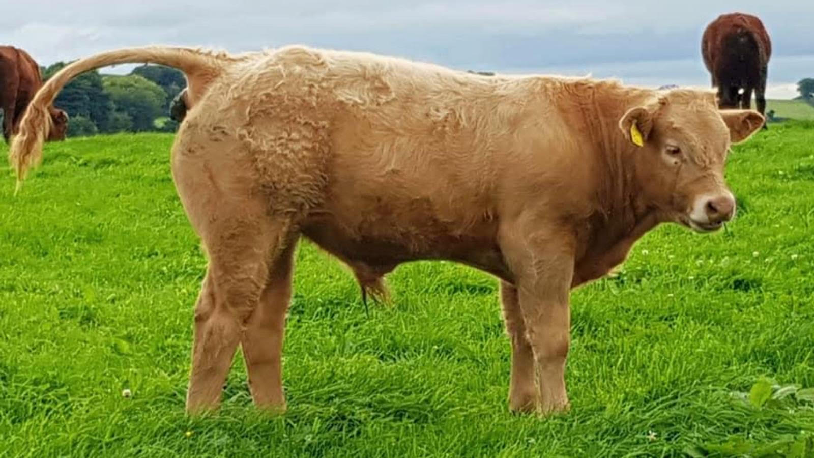 CHAROLAIS CROSS SALER “THE PERFECT SUCKLING CROSS” Irish Charolais