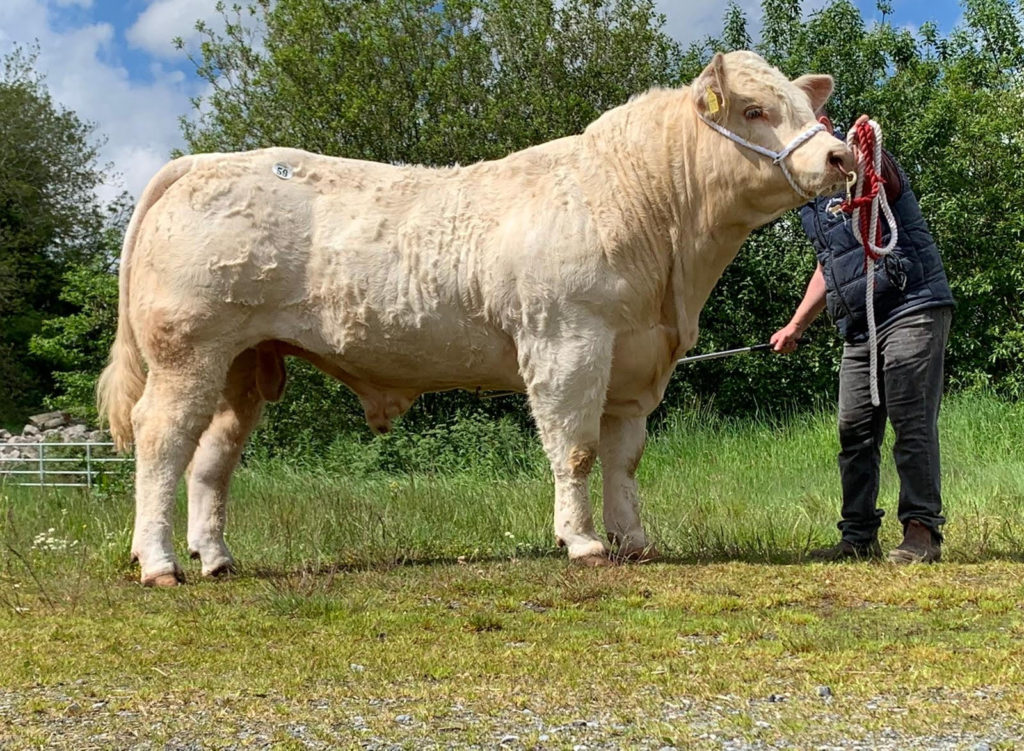 WHICH CHAROLAIS SIRES PERFORMED BEST AT THIS YEARS SPRING BULL SALES