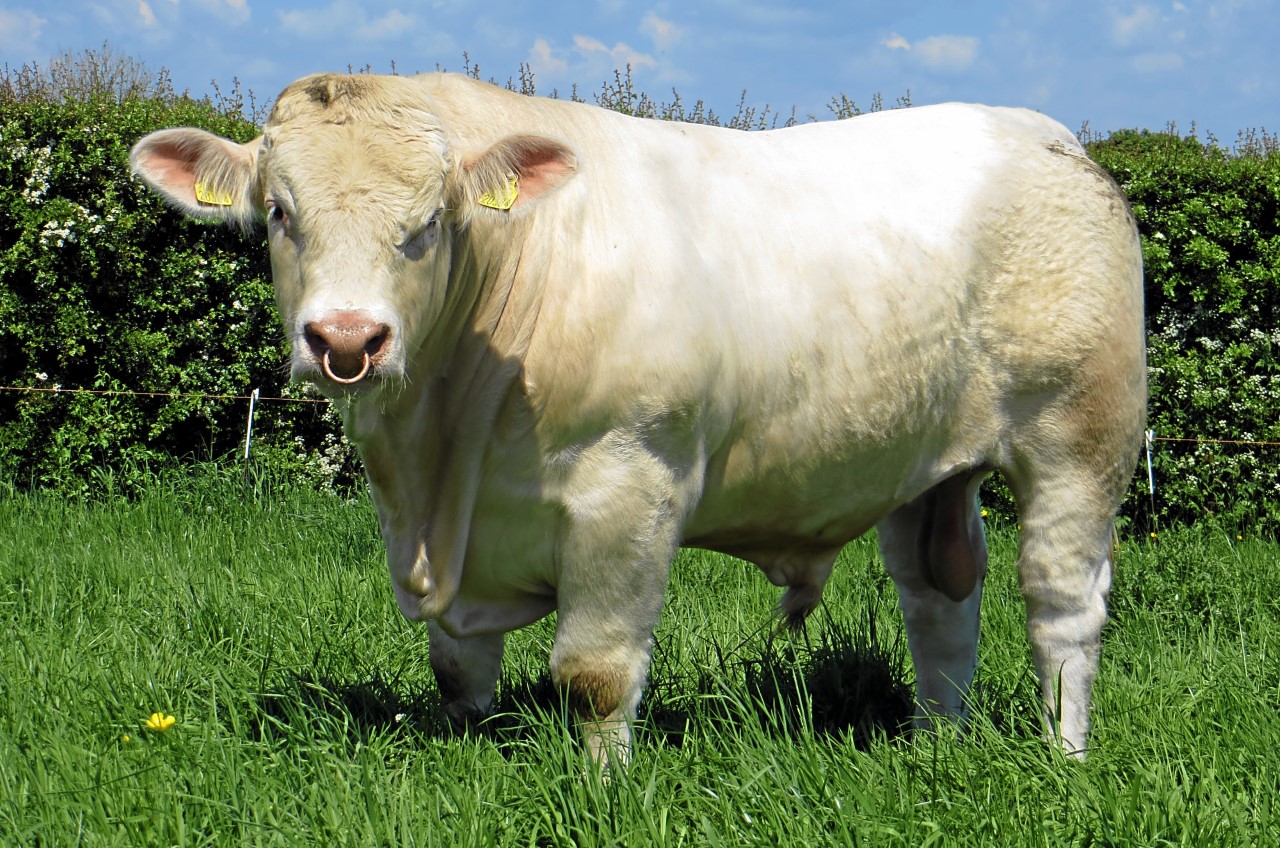 Quality Easy Calving Charolais Bulls For Sale From The Rosanna Herd