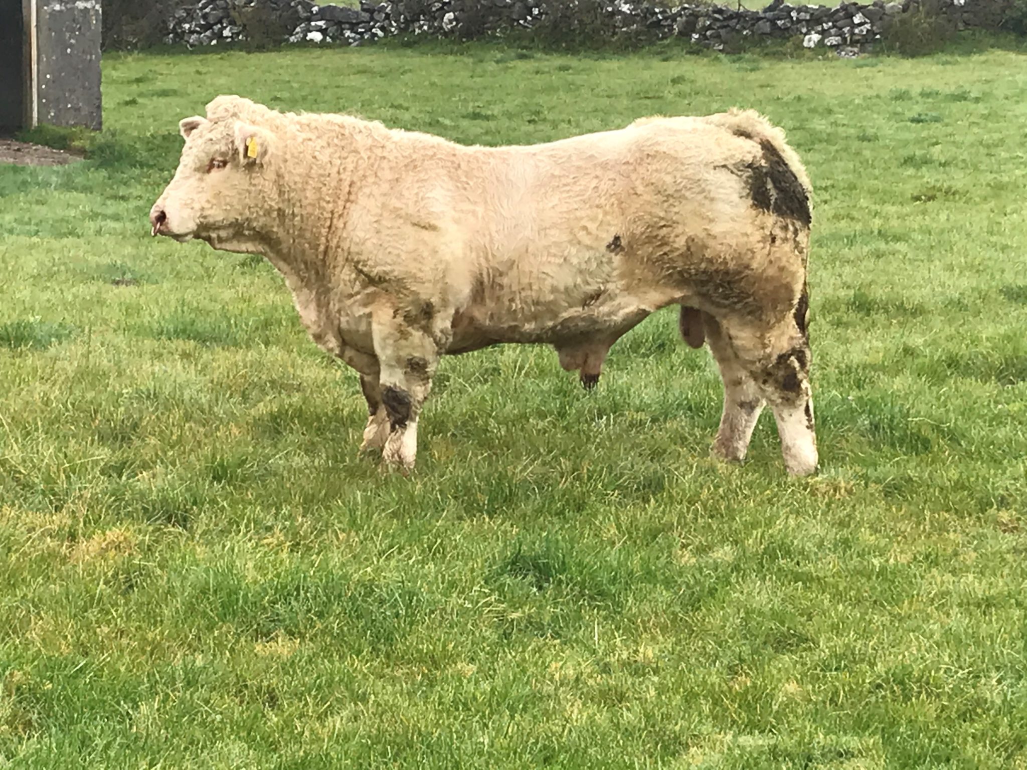 PEDIGREE CHAROLAIS EMBRYO’S FOR SALE Irish Charolais Cattle Society