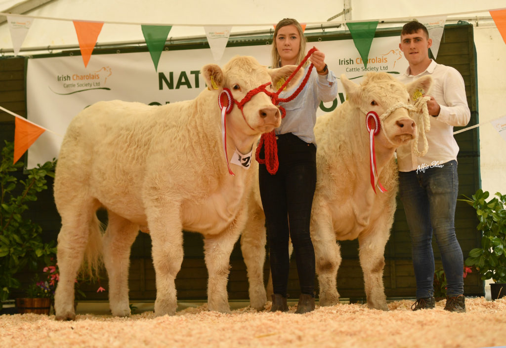 NATIONAL CHAROLAIS CALF SHOW REPORT AND PICTURES