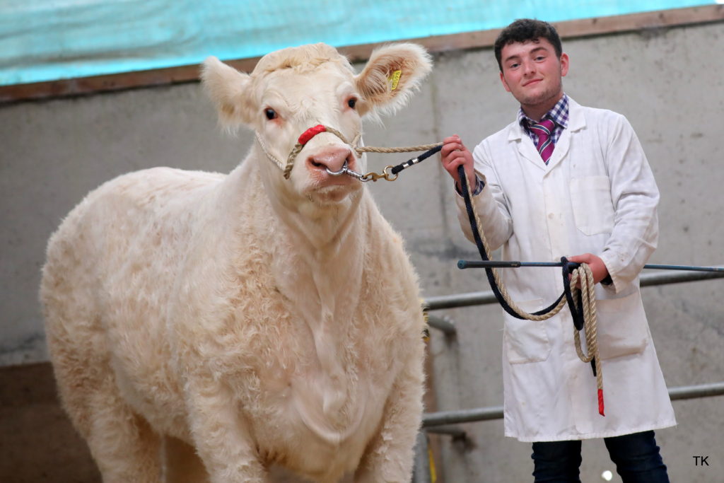 CHAROLAIS HEIFERS SELL TO €11,000 IN TULLAMORE
