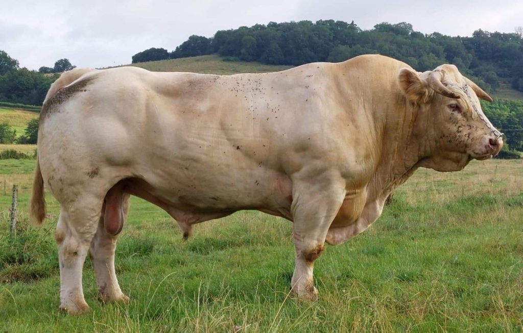 EXCITING NEW CHAROLAIS BULL AVAILABLE FROM THE SOCIETY