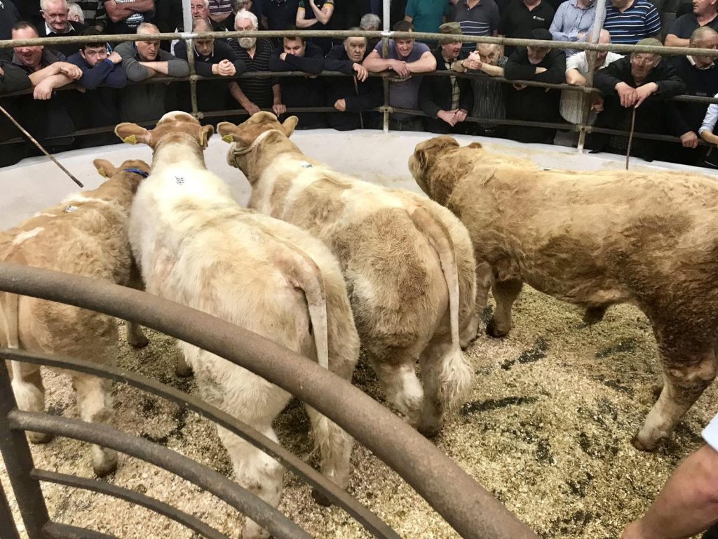 UPCOMING CHAROLAIS CROSS SHOWS & SALES SPONSORED BY THE SOCIETY
