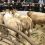 UPCOMING CHAROLAIS CROSS SHOWS & SALES SPONSORED BY THE SOCIETY