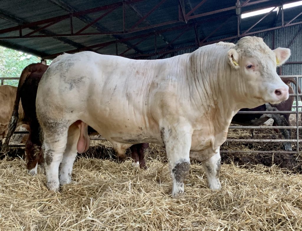 “CHAROLAIS CATTLE GIVE US WEIGHT FOR AGE”