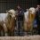 CHRISTMAS CRACKER BULL SALE SETS NEW RECORD AVERAGE
