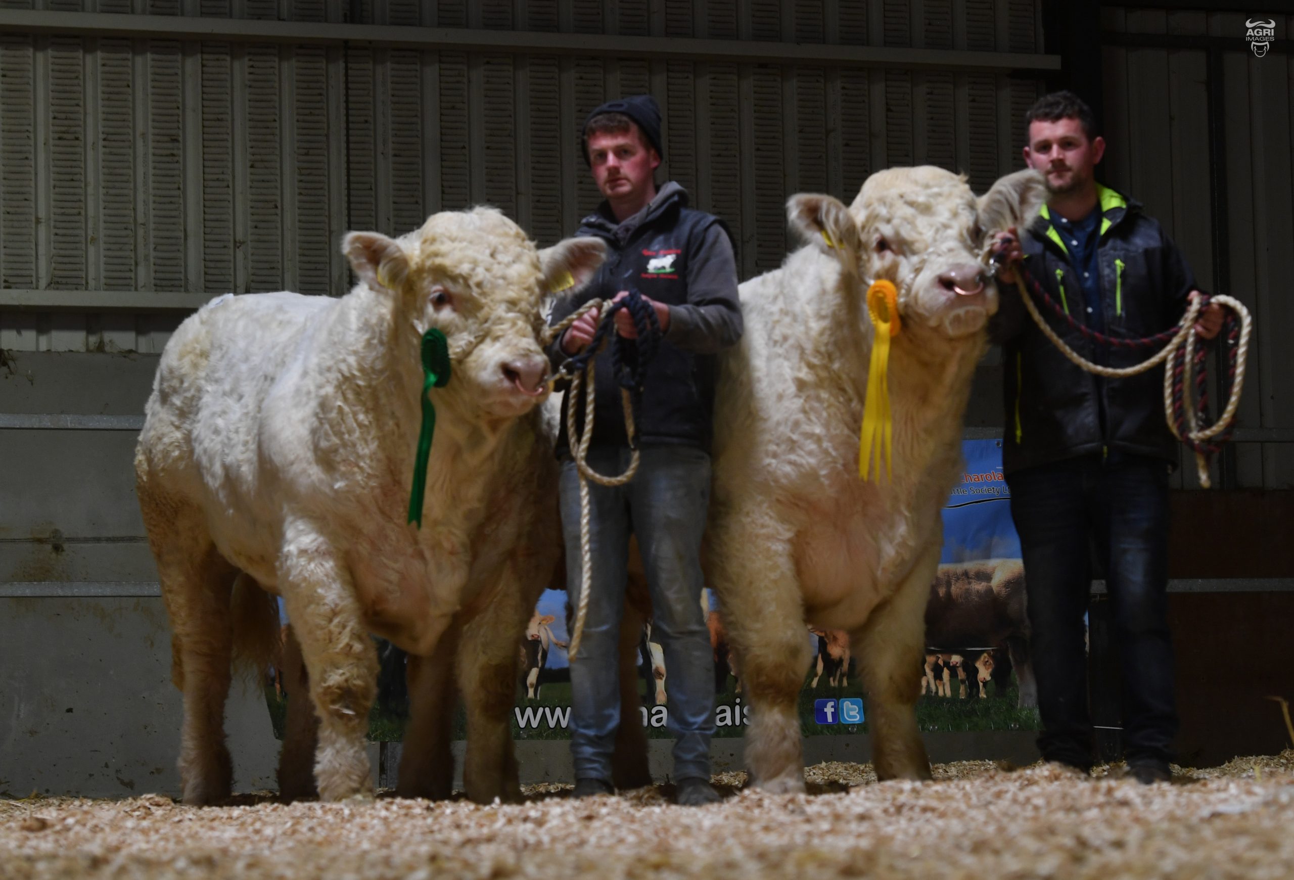 CHRISTMAS CRACKER BULL SALE SETS NEW RECORD AVERAGE Irish Charolais Cattle Society