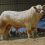 Tullamore February Show and Sale of Bulls