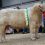 FIFTEEN CHAROLAIS BULLS SELL FOR €5,000 OR MORE IN TULLAMORE