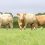 CHAROLAIS RISE TO THE TOP ON NORTH EAST SUCKLER FARM