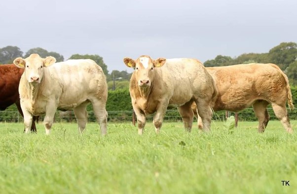 CHAROLAIS RISE TO THE TOP ON NORTH EAST SUCKLER FARM