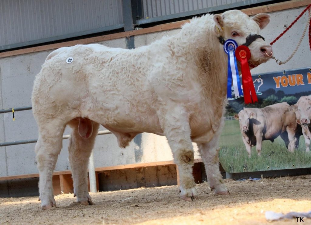 CHAROLAIS BULL SALES FINISH STRONG IN TULLAMORE