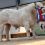CHAROLAIS BULL SALES FINISH STRONG IN TULLAMORE