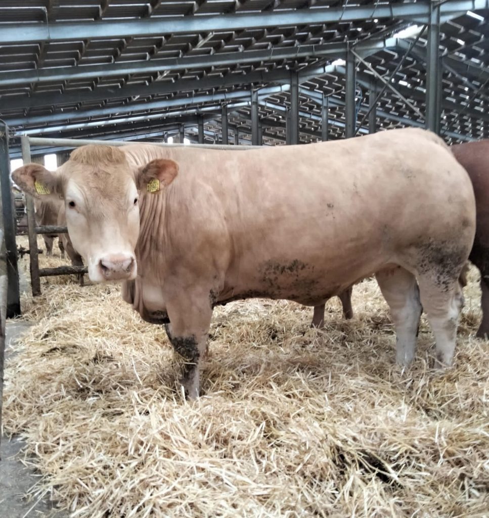 ‘CHAROLAIS’ THE BREED OF CHOICE AT COUNTRY CREST