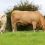 CHAROLAIS STOCK BULLS BRING CONSISTENTCY TO THIS CLARE HERD