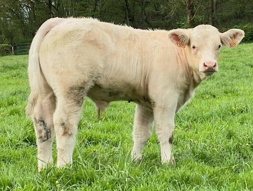 NEW BULLS AVAILABLE FROM THE SOCIETY