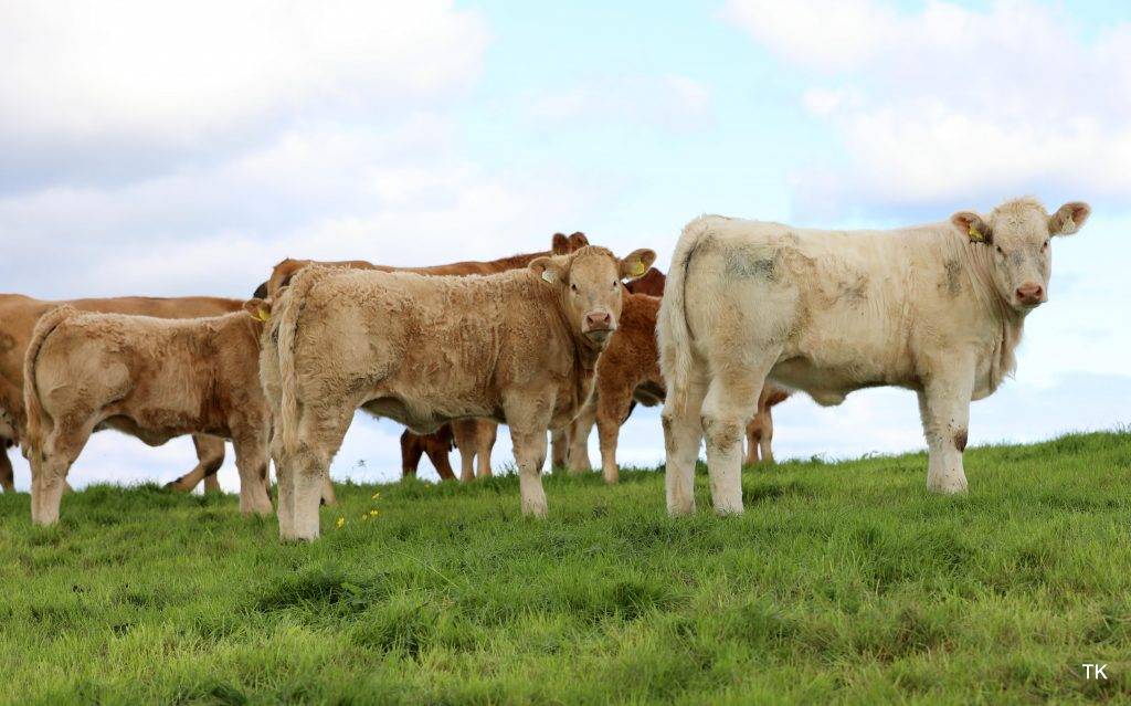 CHAROLAIS WEANLINGS ACHIEVING STAGGERING PRICES FOR WELL KNOWN ROSCOMMON FARMER