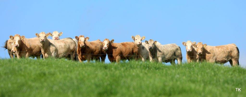 CHAROLAIS INCREASE “OUTPUT AND PRODUCTION”