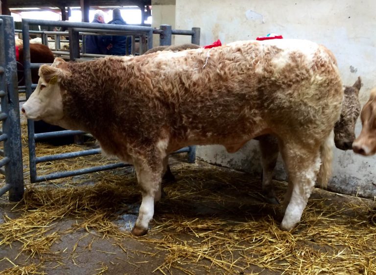 Charolais cross weanling shows & sales sponsored by the Irish Charolais ...