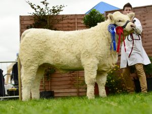 lot-157-reserve-female-champion-tullamore-national-livestock-2016