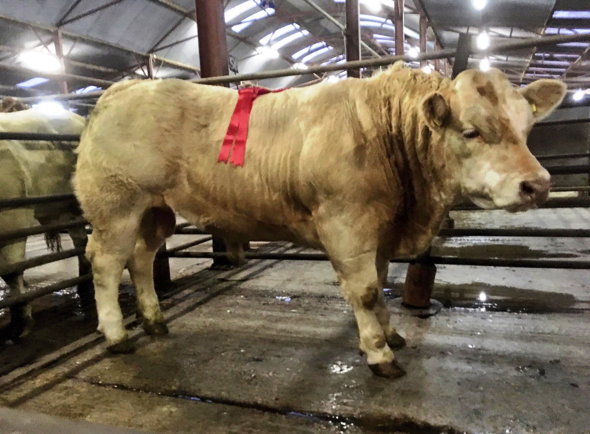 Mountrath mart – Irish Charolais Cattle Society