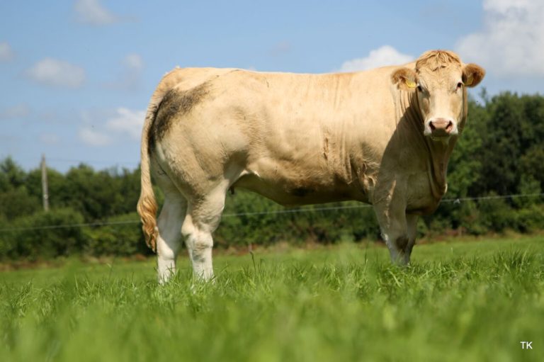 Charolais Cross Heifer raises over €4,500 for Irish Cancer Society at ...