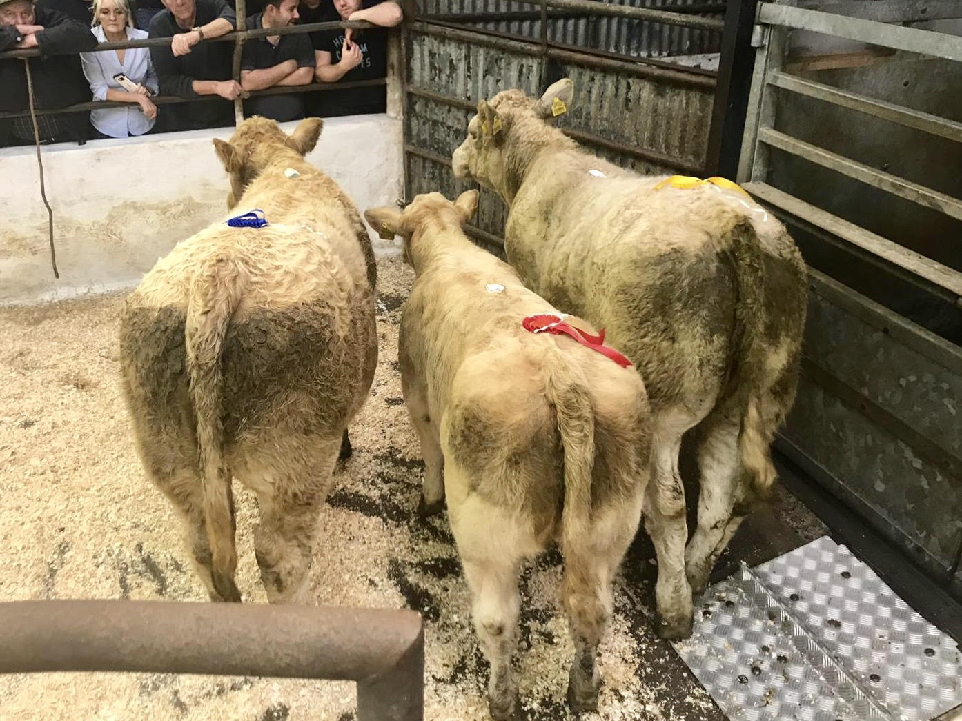 Donegal Heifers Irish Charolais Cattle Society
