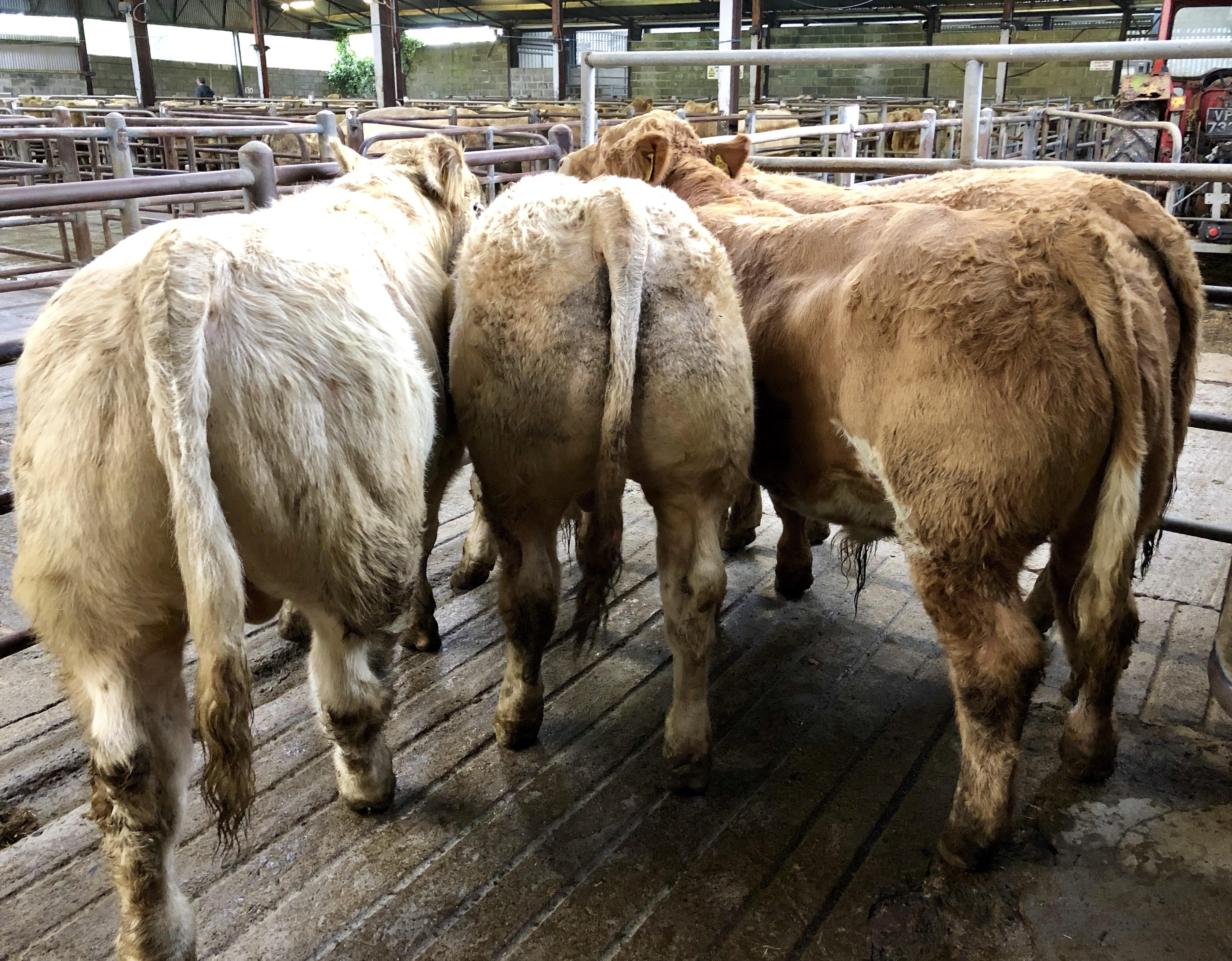 Elphin (picture 1) – Irish Charolais Cattle Society