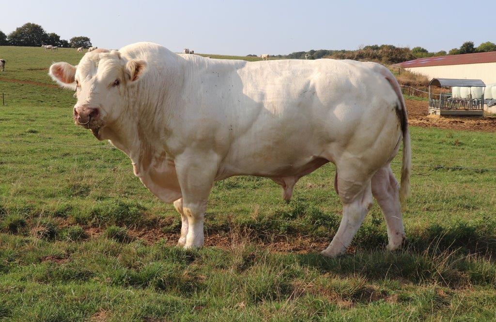 NEW BULL INFIDELE – SEMEN NOW AVAILABLE FROM THE SOCIETY – Irish ...