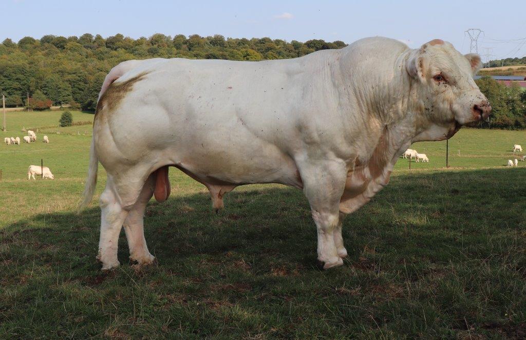 NEW BULL INFIDELE – SEMEN NOW AVAILABLE FROM THE SOCIETY – Irish ...