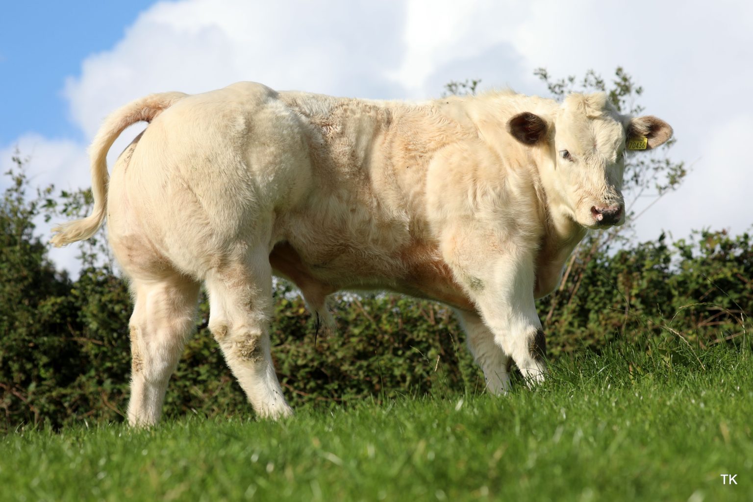 CHAROLAIS SALE TOPPER PROVING HIS WORTH – Irish Charolais Cattle Society