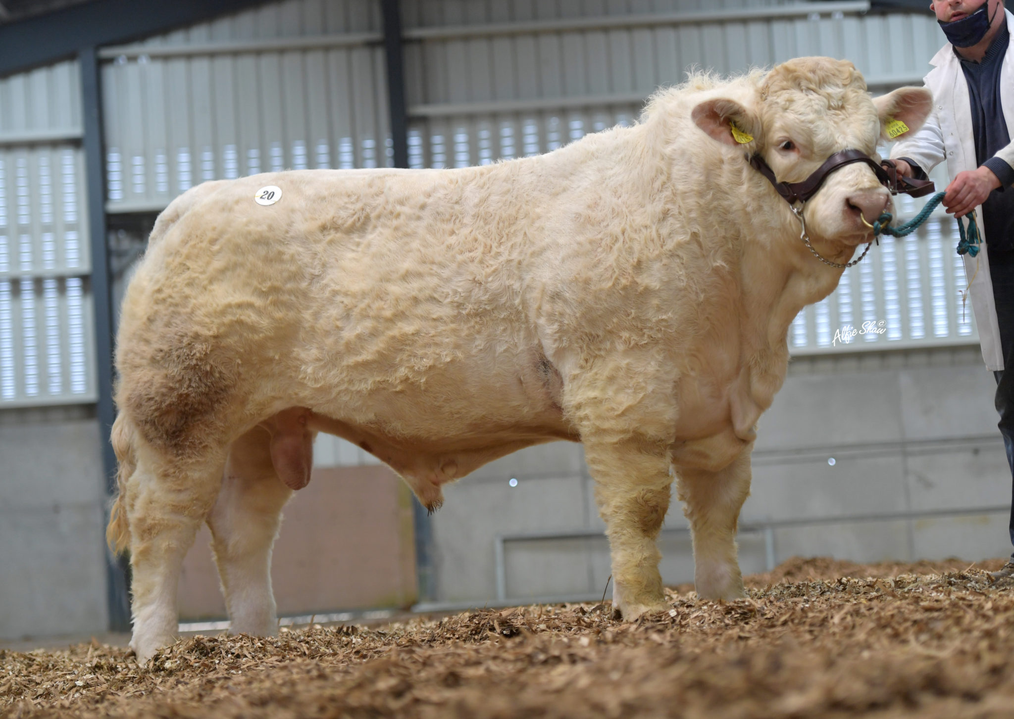 CHAROLAIS FLYING HIGH AFTER BEST PREMIER SALE IN RECENT TIMES – Irish ...