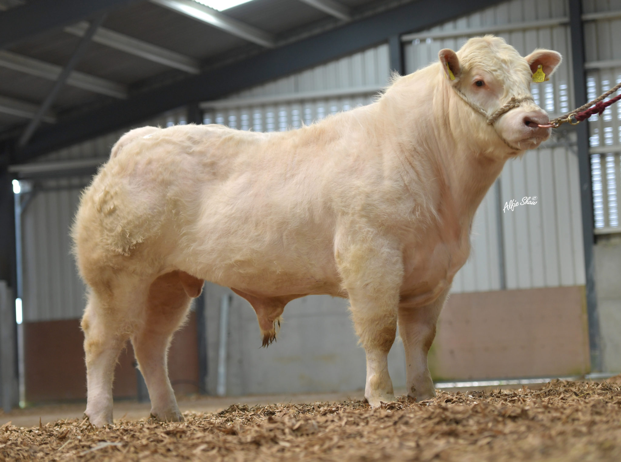 CHAROLAIS FLYING HIGH AFTER BEST PREMIER SALE IN RECENT TIMES – Irish ...