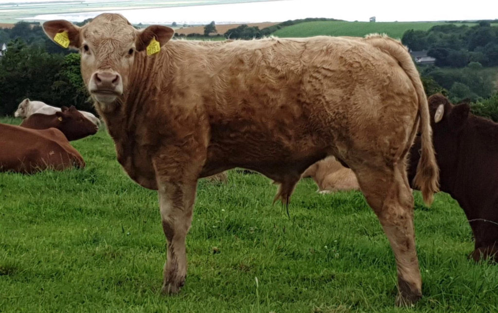 CHAROLAIS CROSS SALER “THE PERFECT SUCKLING CROSS” – Irish Charolais ...