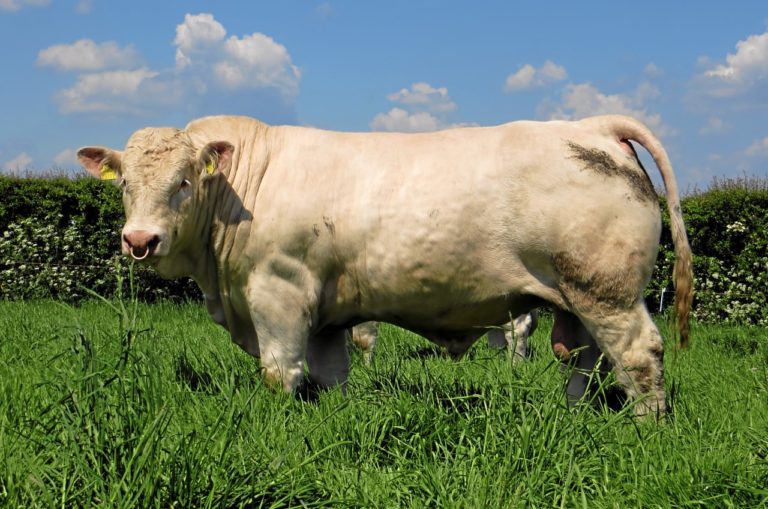 QUALITY EASY CALVING CHAROLAIS BULLS FOR SALE FROM THE ROSANNA HERD ...