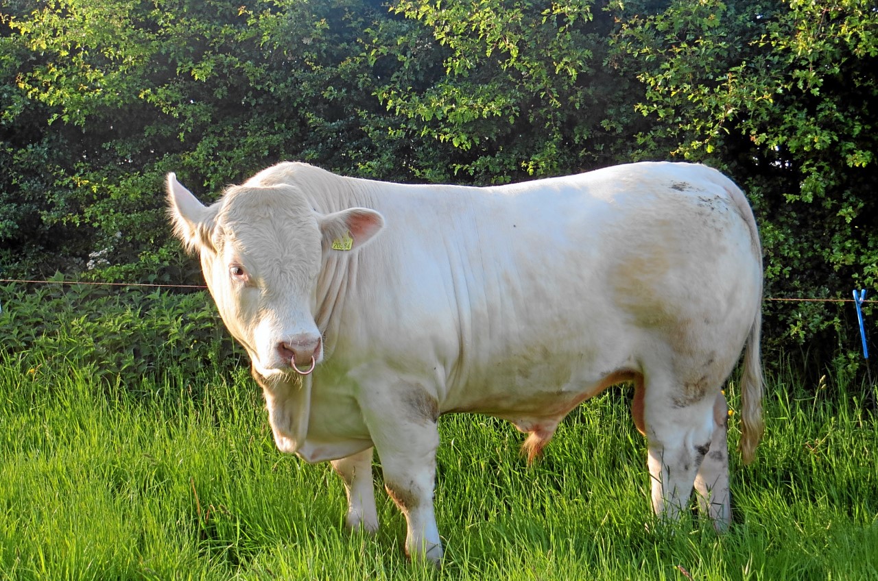 R 2 – Irish Charolais Cattle Society